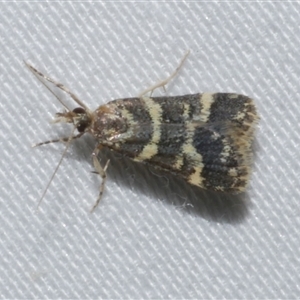 Scoparia spelaea at Freshwater Creek, VIC - 18 Feb 2021 09:07 PM