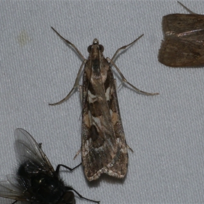 Nomophila corticalis (A Crambid moth (Spilomelinae) at Freshwater Creek, VIC - 19 Feb 2021 by WendyEM