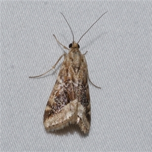 Hellula hydralis at Freshwater Creek, VIC - 18 Feb 2021 10:49 PM