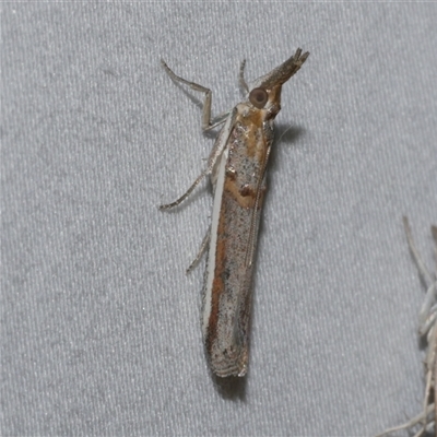 Etiella behrii (Lucerne Seed Web Moth) at Freshwater Creek, VIC - 18 Feb 2021 by WendyEM