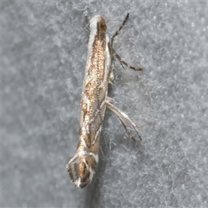 Acrocercops alysidota at Freshwater Creek, VIC - 18 Feb 2021