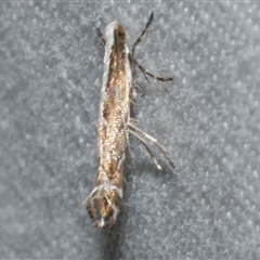 Acrocercops alysidota at Freshwater Creek, VIC - 18 Feb 2021