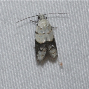 Tracholena sulfurosa at Freshwater Creek, VIC - 18 Feb 2021 09:50 PM