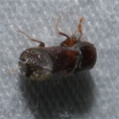 Xylobosca canina (an Auger beetle) at Freshwater Creek, VIC - 18 Feb 2021 by WendyEM