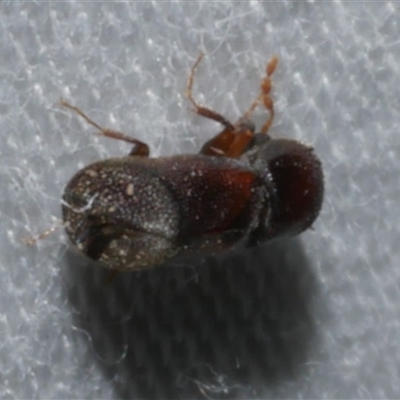 Xylobosca canina (an Auger beetle) at Freshwater Creek, VIC - 18 Feb 2021 by WendyEM