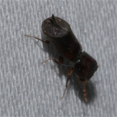 Xylobosca canina (an Auger beetle) at Freshwater Creek, VIC - 18 Feb 2021 09:12 PM