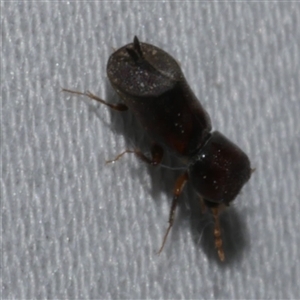 Xylobosca canina (an Auger beetle) at Freshwater Creek, VIC - 18 Feb 2021 09:12 PM