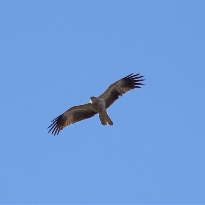 Haliastur sphenurus (Whistling Kite) at Throsby, ACT - 28 Jun 2024 by TimL