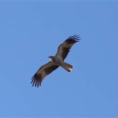 Haliastur sphenurus at Throsby, ACT - 28 Jun 2024