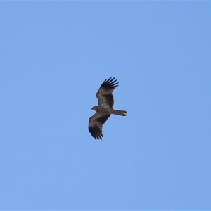 Haliastur sphenurus at Throsby, ACT - 28 Jun 2024