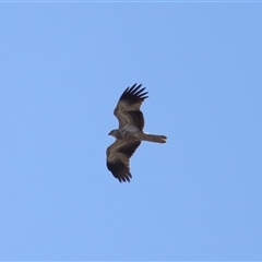 Haliastur sphenurus at Throsby, ACT - 28 Jun 2024