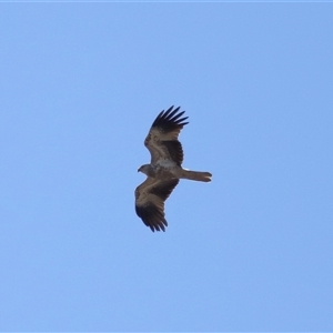 Haliastur sphenurus at Throsby, ACT - 28 Jun 2024 01:17 PM