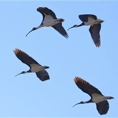 Threskiornis spinicollis (Straw-necked Ibis) at Forde, ACT - 13 Jul 2024 by TimL