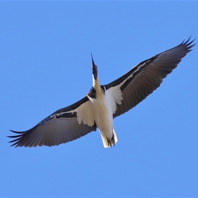 Threskiornis spinicollis (Straw-necked Ibis) at Throsby, ACT - 13 Jul 2024 by TimL