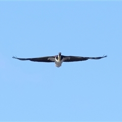 Threskiornis spinicollis at Throsby, ACT - 13 Jul 2024