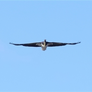 Threskiornis spinicollis at Throsby, ACT - 13 Jul 2024