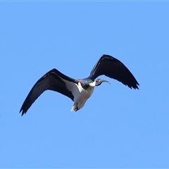 Threskiornis spinicollis at Throsby, ACT - 13 Jul 2024