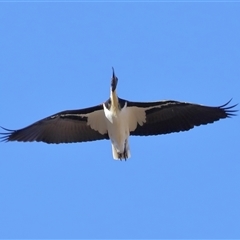 Threskiornis spinicollis at Throsby, ACT - 13 Jul 2024