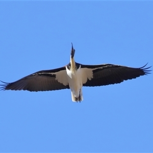 Threskiornis spinicollis at Throsby, ACT - 13 Jul 2024