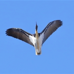 Threskiornis spinicollis at Throsby, ACT - 13 Jul 2024