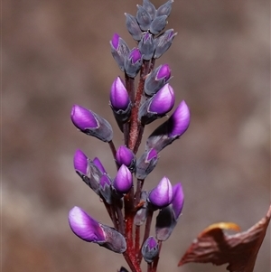 Hardenbergia violacea at Tharwa, ACT - 10 Jul 2024