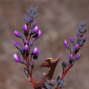 Hardenbergia violacea at Tharwa, ACT - 10 Jul 2024