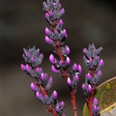 Hardenbergia violacea at Tharwa, ACT - 10 Jul 2024