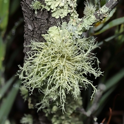 Usnea sp. (genus) (Bearded lichen) at Tharwa, ACT - 10 Jul 2024 by TimL