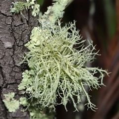 Usnea sp. (genus) at Tharwa, ACT - 10 Jul 2024 02:05 PM