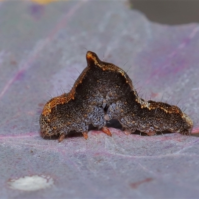 Mnesampela comarcha (Dry-leaf Gum Moth) at Throsby, ACT - 4 Aug 2024 by TimL