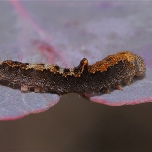 Mnesampela comarcha at Throsby, ACT - 4 Aug 2024 02:19 PM