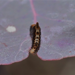 Mnesampela comarcha at Throsby, ACT - 4 Aug 2024 02:19 PM