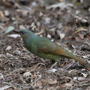 Ptilonorhynchus violaceus at Acton, ACT - 25 Aug 2024 12:15 PM