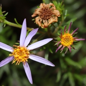 Olearia tenuifolia at Tharwa, ACT - 10 Jul 2024