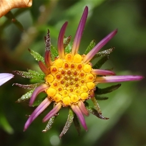 Olearia tenuifolia at Tharwa, ACT - 10 Jul 2024