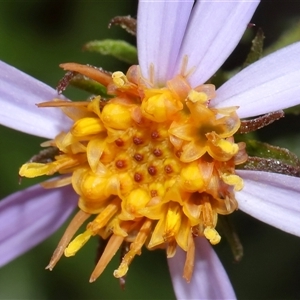 Olearia tenuifolia at Tharwa, ACT - 10 Jul 2024