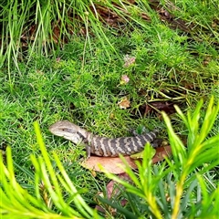 Tiliqua scincoides scincoides (Eastern Blue-tongue) at Mount Kembla, NSW - 15 Mar 2023 by BackyardHabitatProject