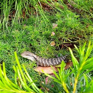 Tiliqua scincoides scincoides at Mount Kembla, NSW - 15 Mar 2023 12:44 PM