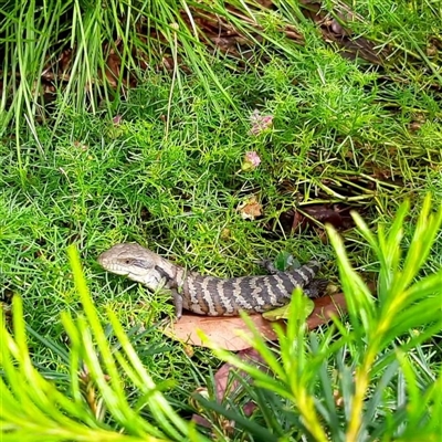 Tiliqua scincoides scincoides (Eastern Blue-tongue) at Mount Kembla, NSW - 15 Mar 2023 by BackyardHabitatProject