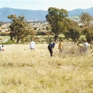 Rosa rubiginosa at Conder, ACT - 19 Sep 1999