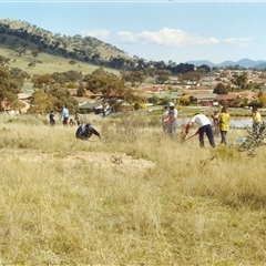 Rosa rubiginosa at Conder, ACT - 19 Sep 1999