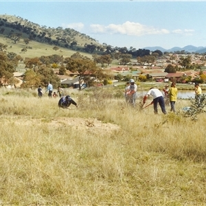 Rosa rubiginosa at Conder, ACT - 19 Sep 1999