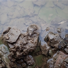Unverified Frog at Carrathool, NSW - 25 Sep 2024 by MB