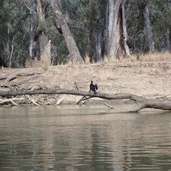 Phalacrocorax sulcirostris (Little Black Cormorant) at Darlington Point, NSW - 24 Sep 2024 by MB