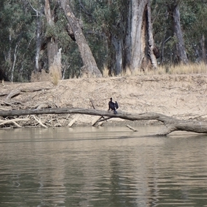 Phalacrocorax sulcirostris at Darlington Point, NSW - 24 Sep 2024