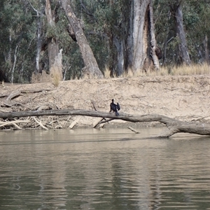 Phalacrocorax sulcirostris at Darlington Point, NSW - 24 Sep 2024 08:38 AM