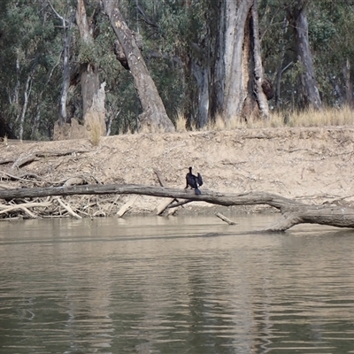 Phalacrocorax sulcirostris (Little Black Cormorant) at Darlington Point, NSW - 23 Sep 2024 by MB