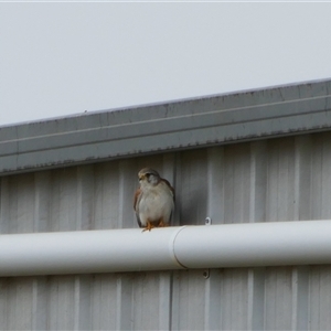 Falco cenchroides at Carrathool, NSW - 25 Sep 2024 10:00 AM