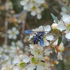 Thyreus lugubris (Domino Cuckoo Bee) at Mount Kembla, NSW - 7 Dec 2023 by BackyardHabitatProject