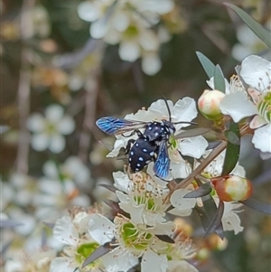 Thyreus lugubris at Mount Kembla, NSW - 7 Dec 2023